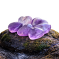 Natural Crystal Gemstone Amethyst Hearts 1/2 lb 8 oz