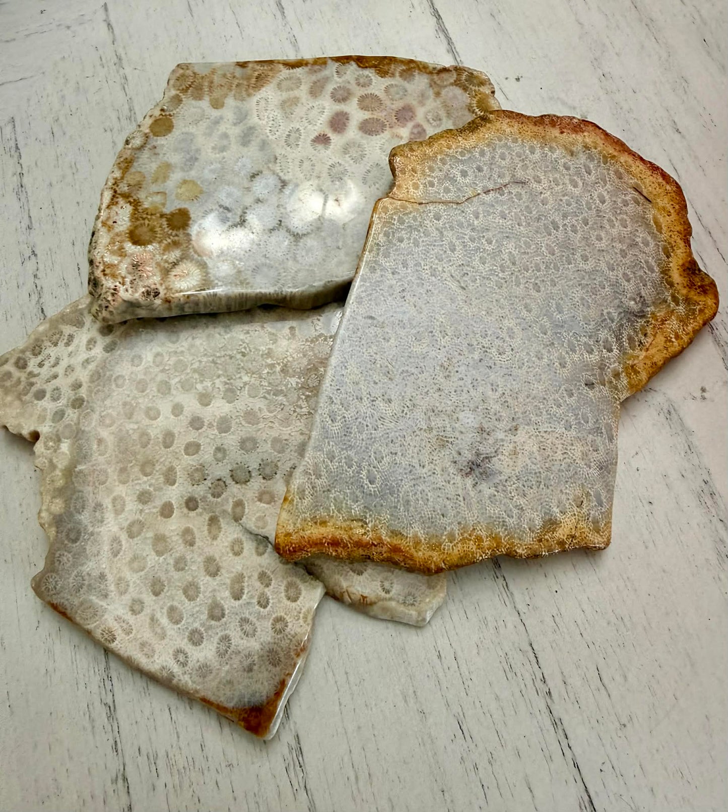 Natural Gemstone Crystal Fossilized Coral Agate Slabs 1 lb 16 oz